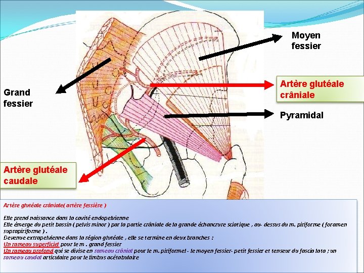 Moyen fessier Grand fessier Artère glutéale crâniale Pyramidal Artère glutéale caudale Artère glutéale crâniale(