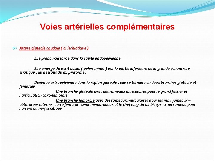 Voies artérielles complémentaires Artère glutéale caudale ( a. ischiatique ) Elle prend naissance dans