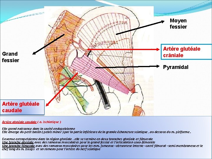 Moyen fessier Grand fessier Artère glutéale crâniale Pyramidal Artère glutéale caudale ( a. ischiatique