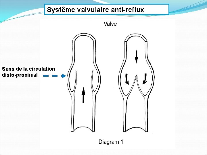 Systême valvulaire anti-reflux Sens de la circulation disto-proximal 