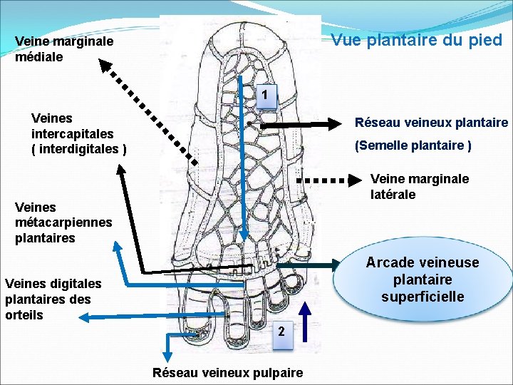 Vue plantaire du pied Veine marginale médiale 1 Veines intercapitales ( interdigitales ) Réseau