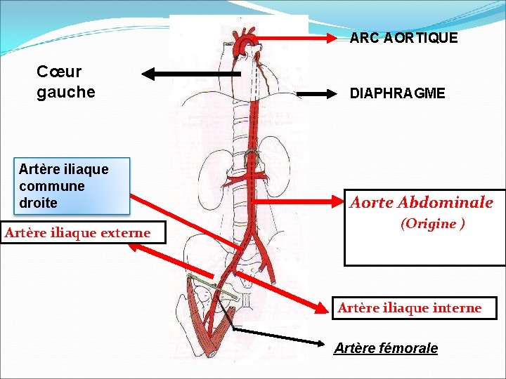 ARC AORTIQUE Cœur gauche Artère iliaque commune droite Artère iliaque externe DIAPHRAGME Aorte Abdominale