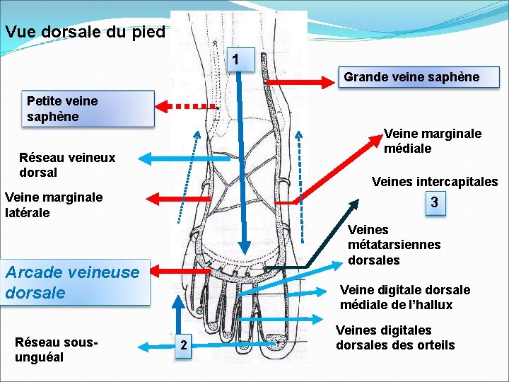 Vue dorsale du pied 1 Grande veine saphène Petite veine saphène Veine marginale médiale