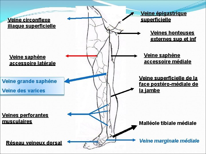 Veine circonflexe iliaque superficielle Veine épigastrique superficielle Veines honteuses externes sup et inf Veine