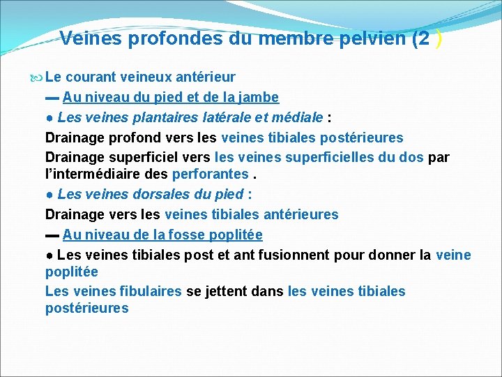 Veines profondes du membre pelvien (2 ) Le courant veineux antérieur ▬ Au niveau