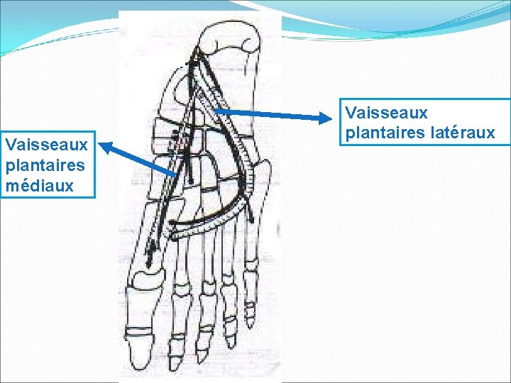 Vaisseaux plantaires médiaux Vaisseaux plantaires latéraux 