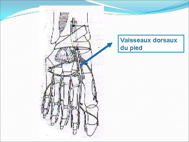 Vaisseaux dorsaux du pied 