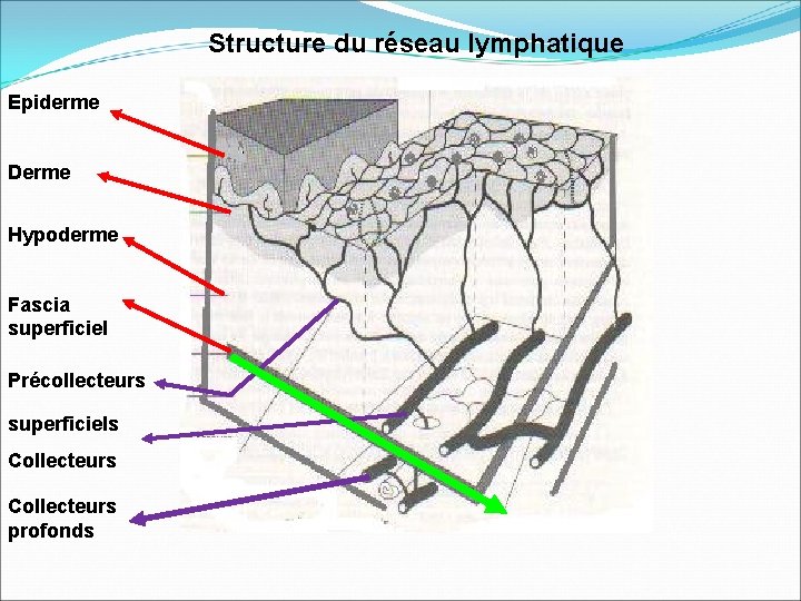 Structure du réseau lymphatique Epiderme Derme Hypoderme Fascia superficiel Précollecteurs superficiels Collecteurs profonds 