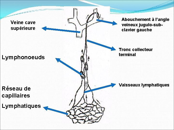 Veine cave supérieure Lymphonoeuds Réseau de capillaires Lymphatiques Abouchement à l’angle veineux jugulo-subclavier gauche