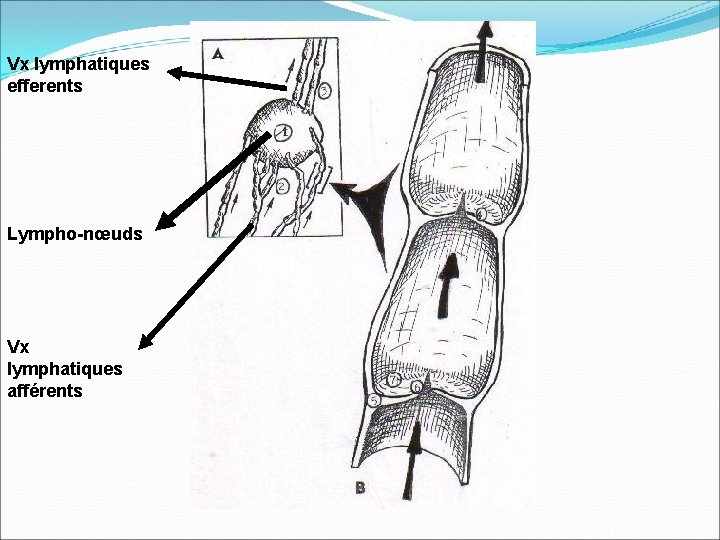 Vx lymphatiques efferents Lympho-nœuds Vx lymphatiques afférents 