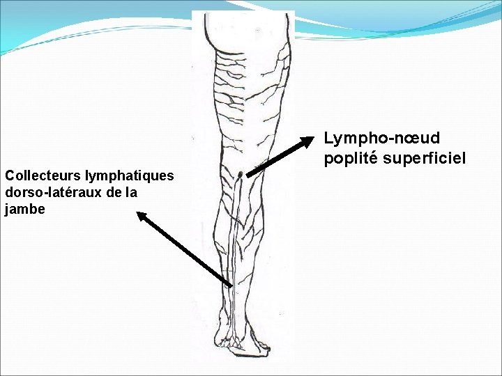 Lympho-nœud poplité superficiel Collecteurs lymphatiques dorso-latéraux de la jambe 