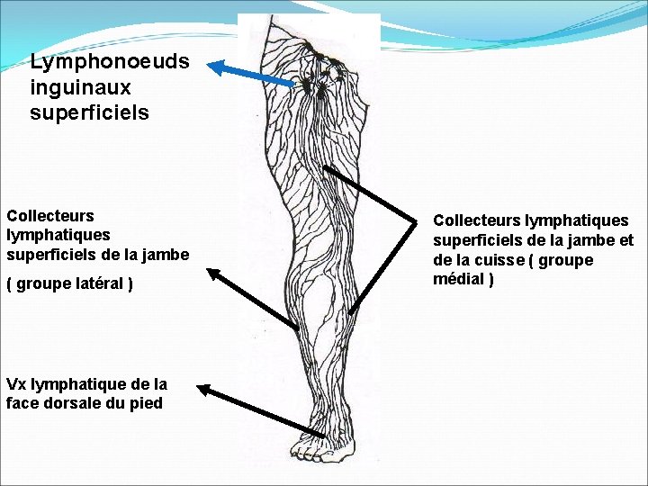 Lymphonoeuds inguinaux superficiels Collecteurs lymphatiques superficiels de la jambe ( groupe latéral ) Vx