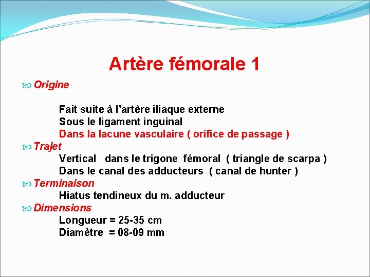 Artère fémorale 1 Origine Fait suite à l’artère iliaque externe Sous le ligament inguinal