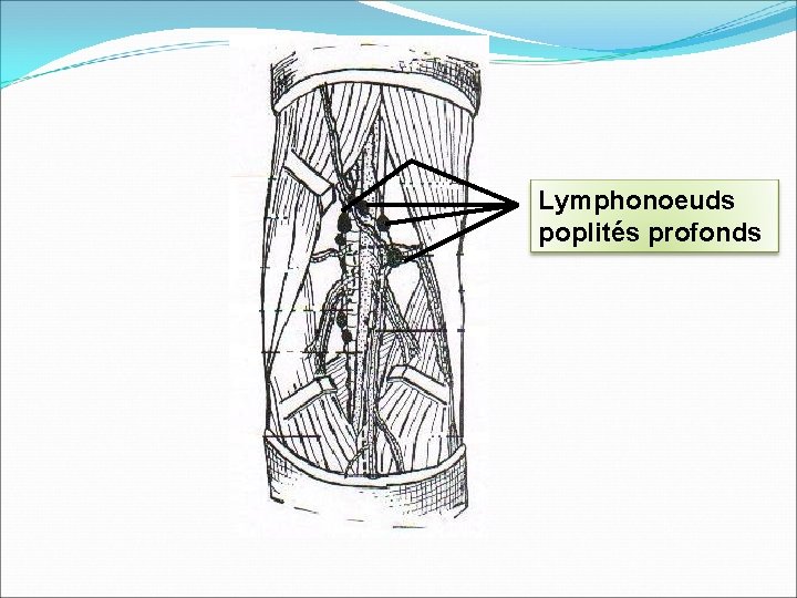 Lymphonoeuds poplités profonds 