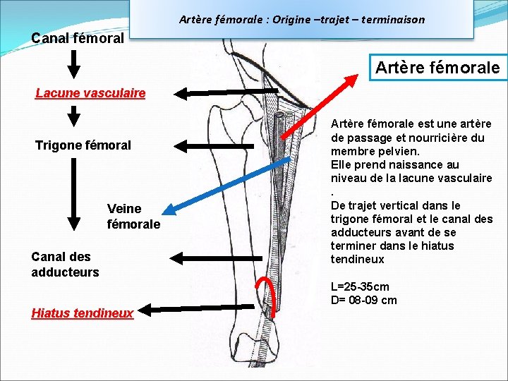 Artère fémorale : Origine –trajet – terminaison Canal fémoral Artère fémorale Lacune vasculaire Trigone