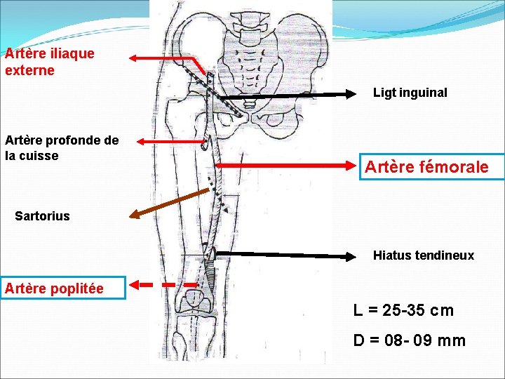 Artère iliaque externe Ligt inguinal Artère profonde de la cuisse Artère fémorale Sartorius Hiatus