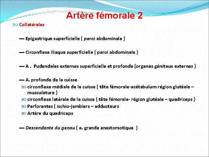 Artère fémorale 2 Collatérales ▬ Epigastrique superficielle ( paroi abdominale ) ▬ Circonflexe iliaque