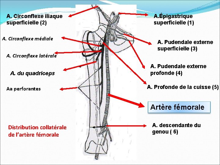 A. Circonflexe iliaque superficielle (2) A. Circonflexe médiale A. Épigastrique superficielle (1) A. Pudendale