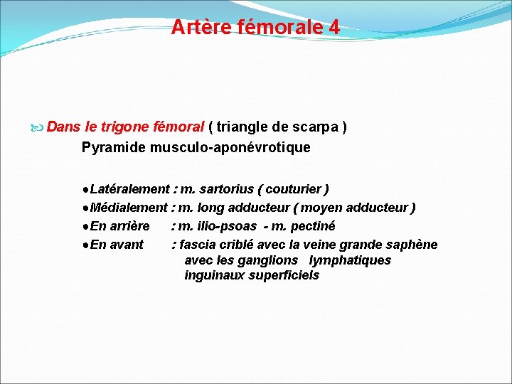 Artère fémorale 4 Dans le trigone fémoral ( triangle de scarpa ) Pyramide musculo-aponévrotique