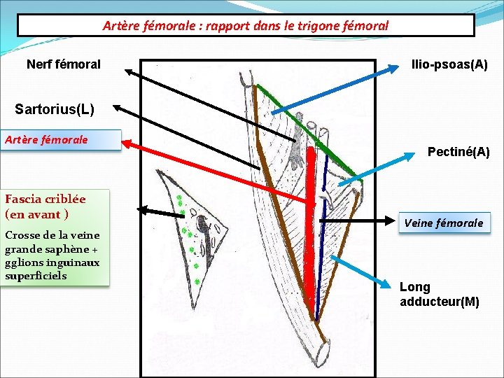 Artère fémorale : rapport dans le trigone fémoral Nerf fémoral Ilio-psoas(A) Sartorius(L) Artère fémorale