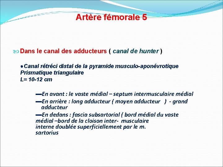 Artère fémorale 5 Dans le canal des adducteurs ( canal de hunter ) ●Canal