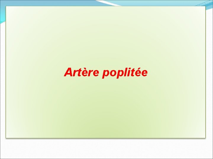 Artère poplitée 