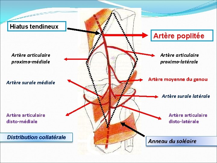 Hiatus tendineux Artère poplitée Artère articulaire proximo-médiale Artère surale médiale Artère articulaire proximo-latérale Artère