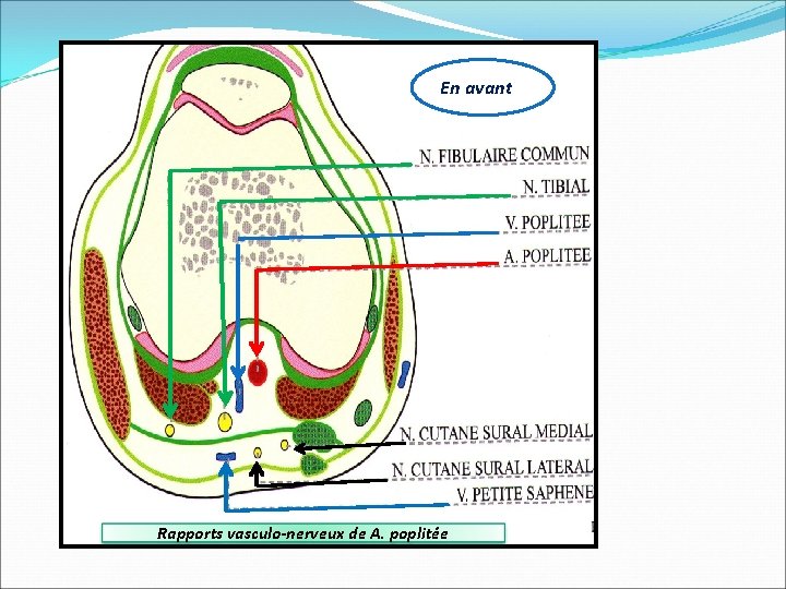 En avant Rapports vasculo-nerveux de A. poplitée 