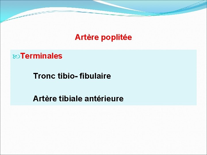 Artère poplitée Terminales Tronc tibio- fibulaire Artère tibiale antérieure 