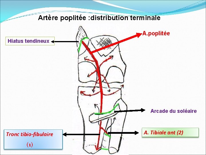 Artère poplitée : distribution terminale A. poplitée Hiatus tendineux Arcade du soléaire Tronc tibio-fibulaire