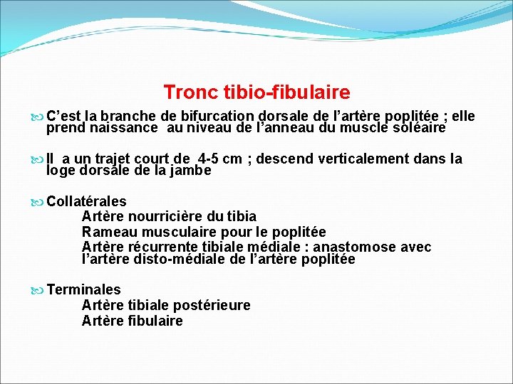 Tronc tibio-fibulaire C’est la branche de bifurcation dorsale de l’artère poplitée ; elle prend