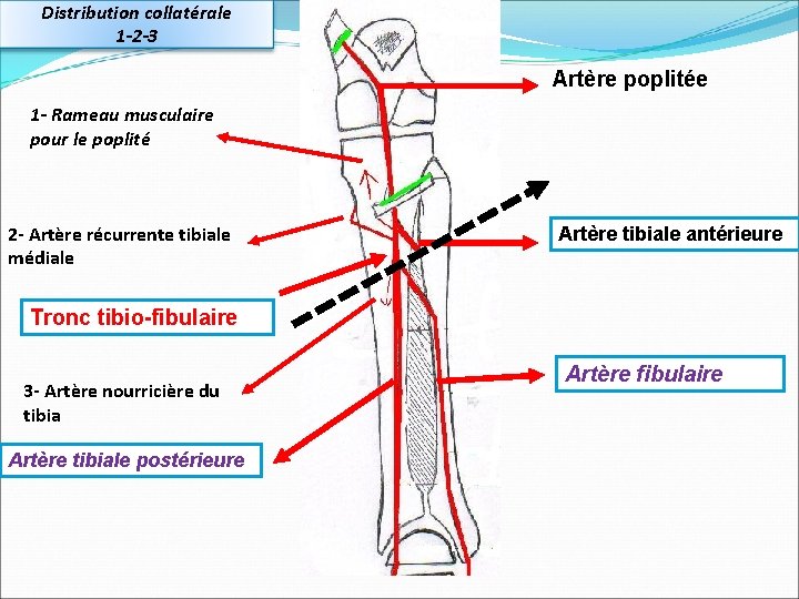 Distribution collatérale 1 -2 -3 Artère poplitée 1 - Rameau musculaire pour le poplité