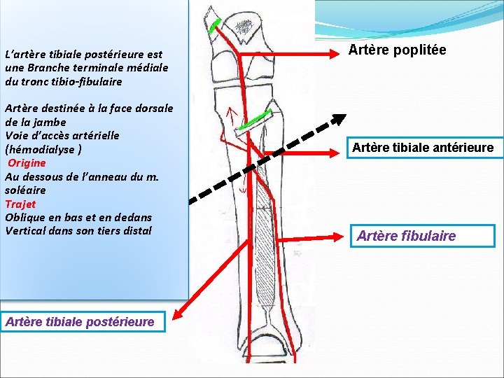 L’artère tibiale postérieure est une Branche terminale médiale du tronc tibio-fibulaire Artère destinée à