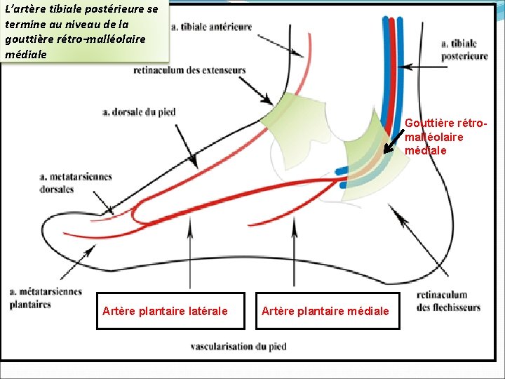 L’artère tibiale postérieure se termine au niveau de la gouttière rétro-malléolaire médiale Gouttière rétromalléolaire