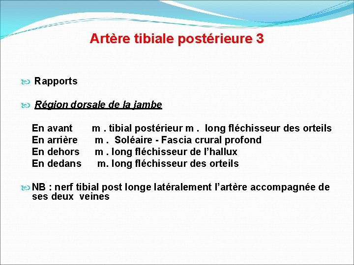 Artère tibiale postérieure 3 Rapports Région dorsale de la jambe En avant En arrière