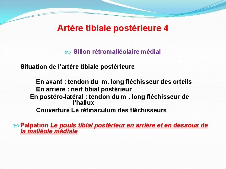 Artère tibiale postérieure 4 Sillon rétromalléolaire médial Situation de l’artère tibiale postérieure En avant