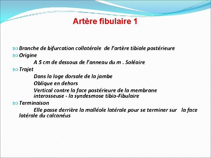 Artère fibulaire 1 Branche de bifurcation collatérale de l’artère tibiale postérieure Origine A 5