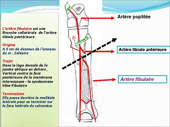 Artère poplitée L’artère fibulaire est une Branche collatérale de l’artère tibiale postérieure Origine A