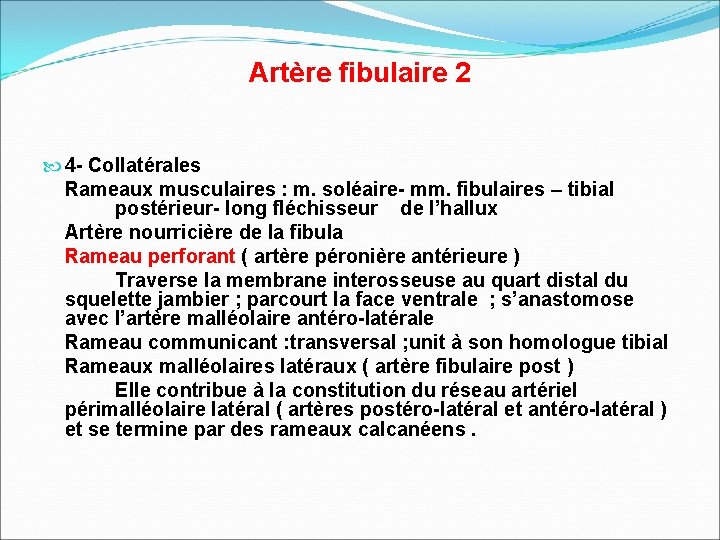 Artère fibulaire 2 4 - Collatérales Rameaux musculaires : m. soléaire- mm. fibulaires –