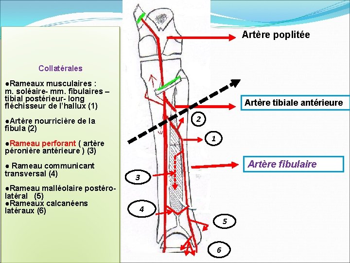 Artère poplitée Collatérales ●Rameaux musculaires : m. soléaire- mm. fibulaires – tibial postérieur- long