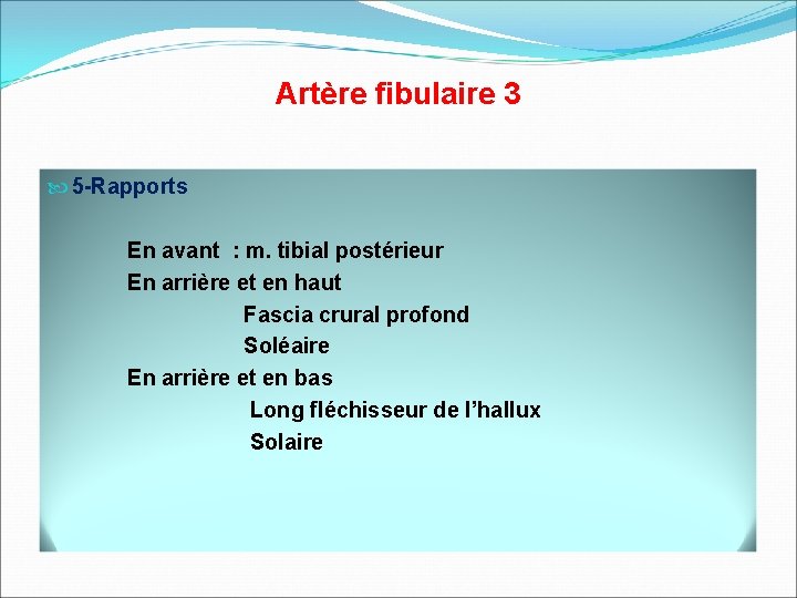 Artère fibulaire 3 5 -Rapports En avant : m. tibial postérieur En arrière et