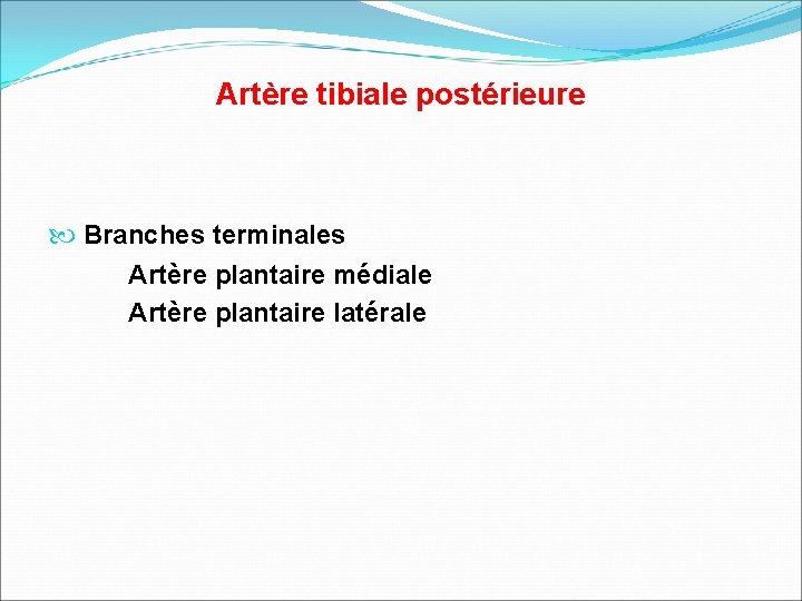 Artère tibiale postérieure Branches terminales Artère plantaire médiale Artère plantaire latérale 
