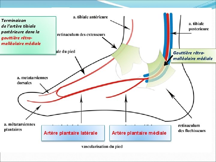 Terminaison de l’artère tibiale postérieure dans la gouttière rétromalléolaire médiale Gouttière rétromalléolaire médiale Artère
