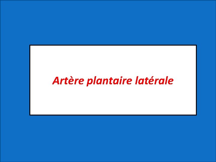 Artère plantaire latérale 