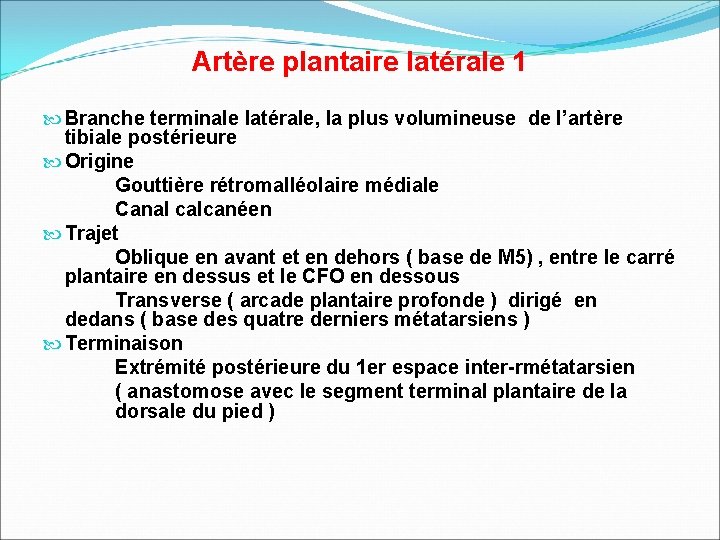 Artère plantaire latérale 1 Branche terminale latérale, la plus volumineuse de l’artère tibiale postérieure