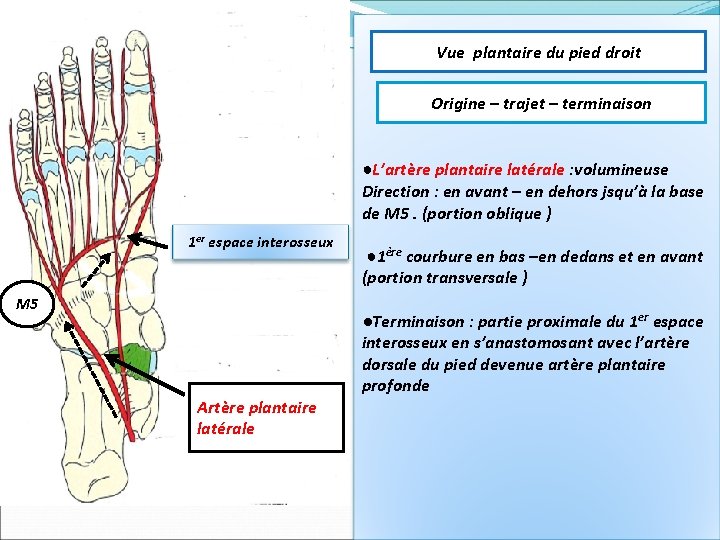 Vue plantaire du pied droit Origine – trajet – terminaison ●L’artère plantaire latérale :