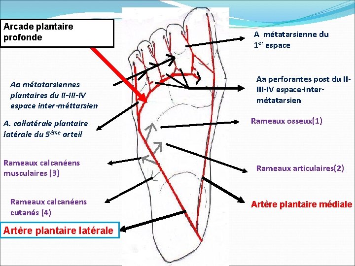 Arcade plantaire profonde Aa métatarsiennes plantaires du II-IV espace inter-méttarsien A. collatérale plantaire latérale