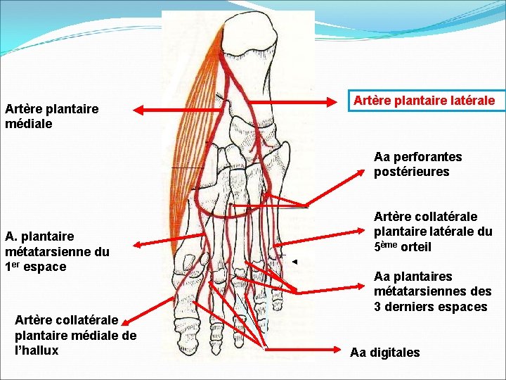 Artère plantaire médiale Artère plantaire latérale Aa perforantes postérieures A. plantaire métatarsienne du 1