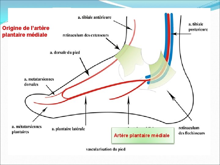 Origine de l’artère plantaire médiale Artère plantaire médiale 