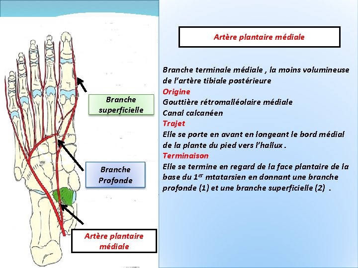 Artère plantaire médiale Branche superficielle Branche Profonde Artère plantaire médiale Branche terminale médiale ,